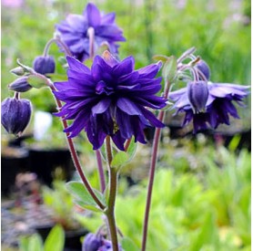Aquilegia 'Blue barlow' - Harangláb