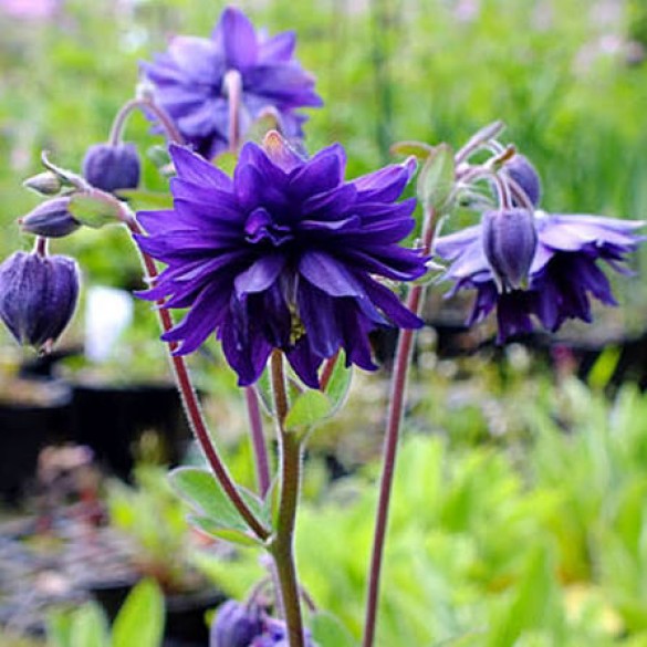 Aquilegia 'Blue barlow' - Harangláb