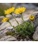 Hymenoxys scaposa - Aranycsillag
