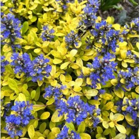 Ajuga 'Cordial Canary' - Indás ínfű