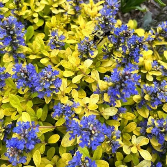 Ajuga 'Cordial Canary' - Indás ínfű Ajuga 'Cordial Canary' - Indás ínfű