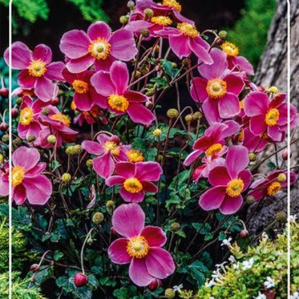 Anemone 'Hadspen Abundance' - Szellőrózsa