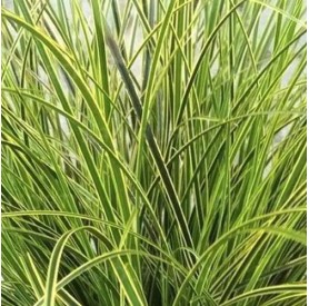 Carex brunnea - Sás