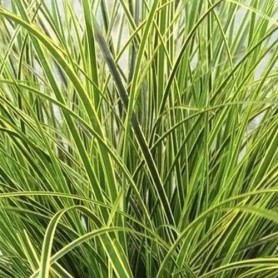 Carex brunnea - Sás Carex brunnea - Sás
