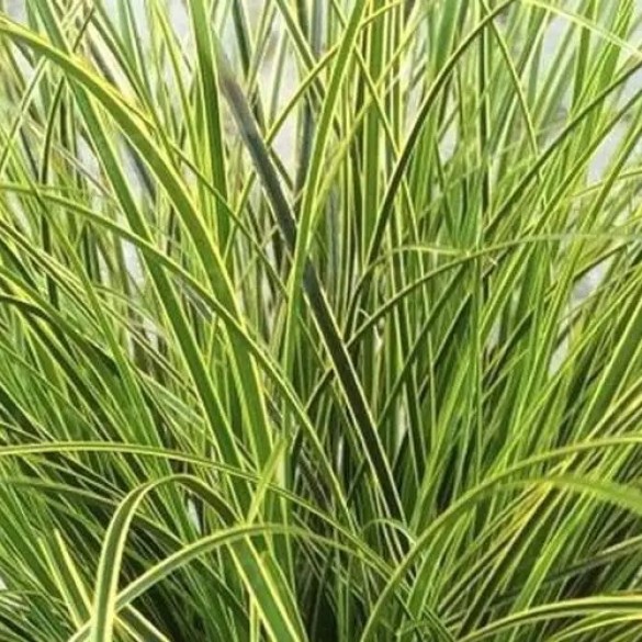 Carex brunnea - Sás Carex brunnea - Sás