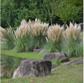Cortaderia - Pampafű