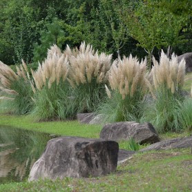 Cortaderia - Pampafű Cortaderia - Pampafű