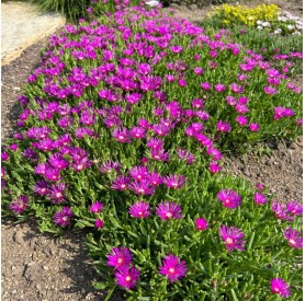 Delosperma 'Delmara Fuchsia' - Délvirág