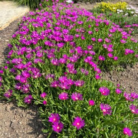 Delosperma 'Delmara Fuchsia' - Délvirág