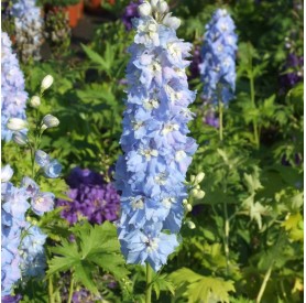 Delphinium 'Blue White Bee' - Szarkaláb