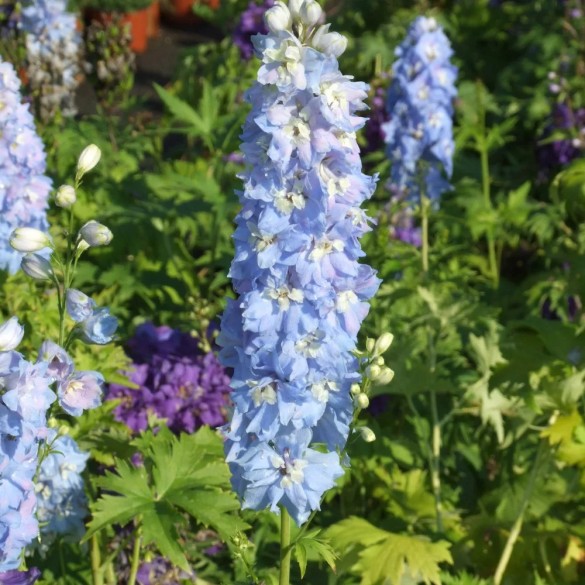 Delphinium 'Blue White Bee' - Szarkaláb