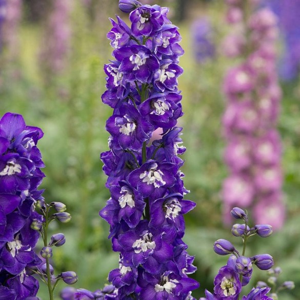 Delphinium 'Aurora Deep Purple' - Szarkaláb