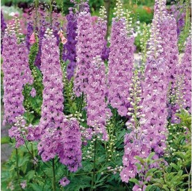 Delphinium 'Astolat' - Szarkaláb