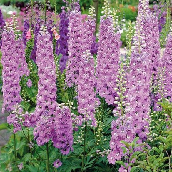 Delphinium 'Astolat' - Szarkaláb Delphinium 'Astolat' - Szarkaláb