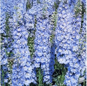 Delphinium 'Summer Skies' - Szarkaláb