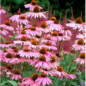 Echinacea 'Magnus' - Bíbor kasvirág