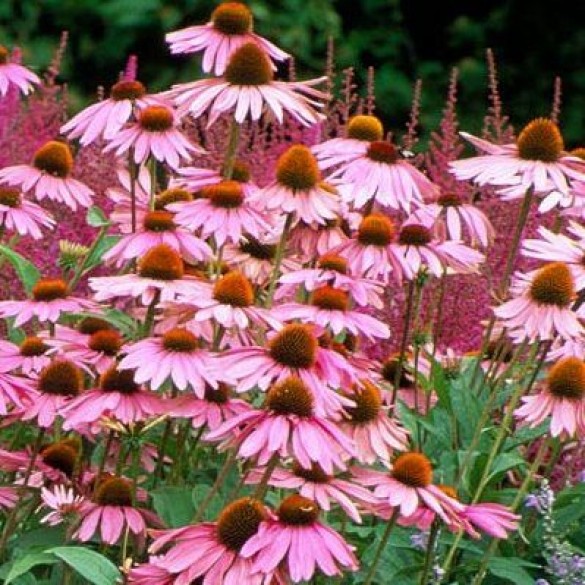 Echinacea 'Magnus' - Bíbor kasvirág