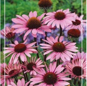 Echinacea 'Sombrero White Purple' - Kasvirág