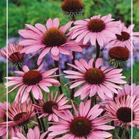Echinacea 'Sombrero White Purple' - Kasvirág