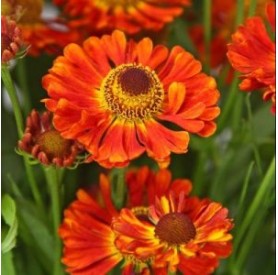 Helenium 'Little Orange' - Őszi napfényvirág