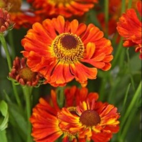 Helenium 'Little Orange' - Őszi napfényvirág Helenium 'Little Orange' - Őszi napfényvirág