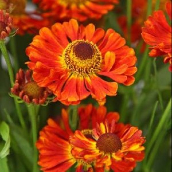 Helenium 'Little Orange' - Őszi napfényvirág Helenium 'Little Orange' - Őszi napfényvirág