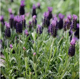 Lavandula 'Anouk' - Francia levendula
