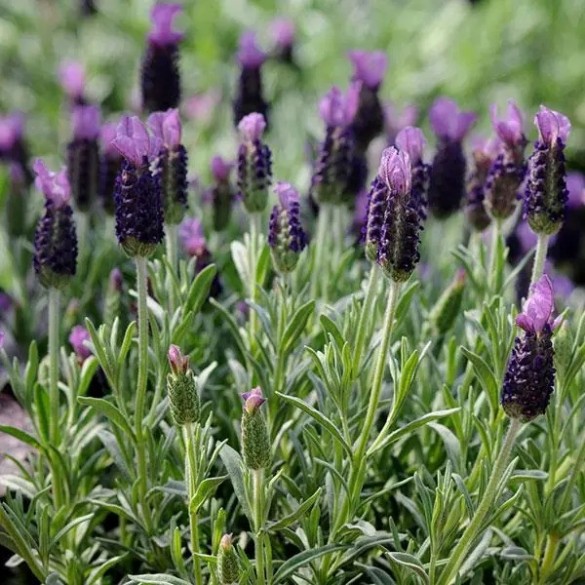 Lavandula 'Anouk' - Francia levendula Lavandula 'Anouk' - Francia levendula