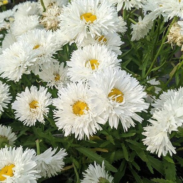 Leucanthemum 'Ooh La La Spider' - Margaréta
