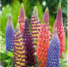 Lupinus - Csillagfürt