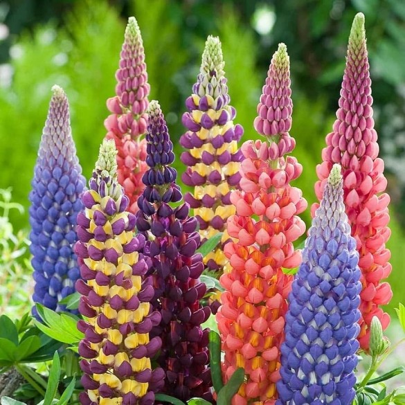 Lupinus - Csillagfürt Lupinus - Csillagfürt