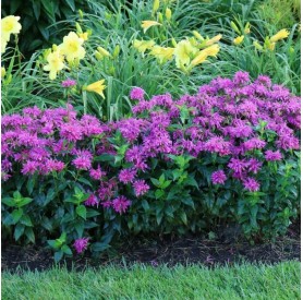 Monarda 'Balmy Purple' - Méhbalzsam