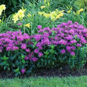 Monarda 'Balmy Purple' - Méhbalzsam Monarda 'Balmy Purple' - Méhbalzsam