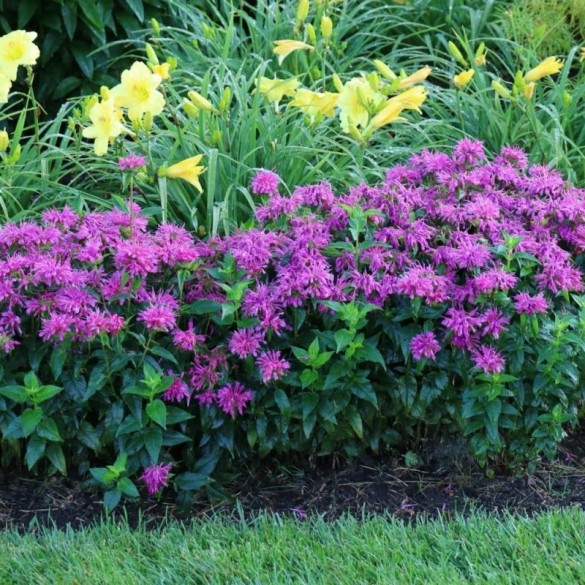 Monarda 'Balmy Purple' - Méhbalzsam