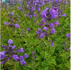 Nepeta 'Grol' - Macskamenta