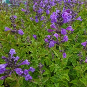 Nepeta 'Grol' - Macskamenta Nepeta 'Grol' - Macskamenta