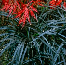 Ophiopogon 'Nigrescens' - Kígyószakáll