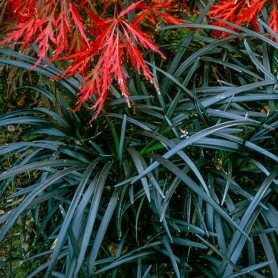 Ophiopogon 'Nigrescens' - Kígyószakáll