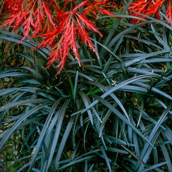 Ophiopogon 'Nigrescens' - Kígyószakáll