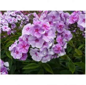Phlox 'Gräfin von Schwerin' - Bugás lángvirág