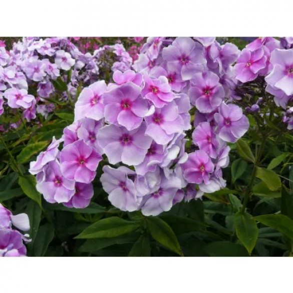 Phlox 'Gräfin von Schwerin' - Bugás lángvirág