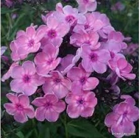 Phlox 'Rainbow Dancer' - Bugás lángvirág