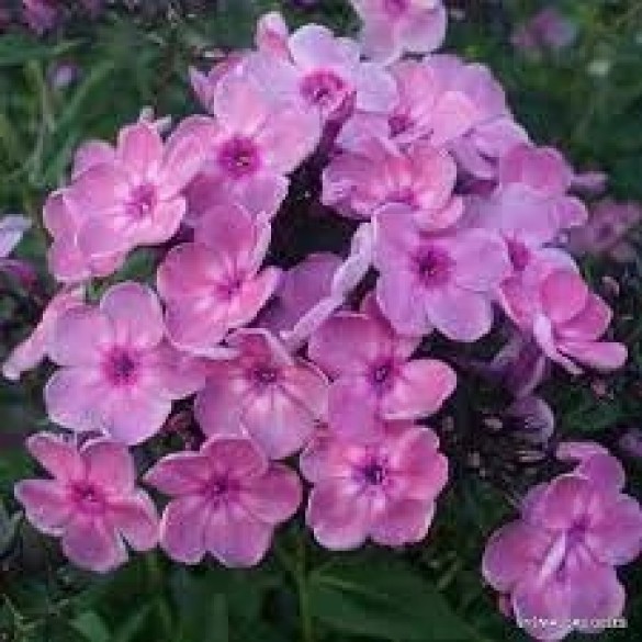 Phlox 'Rainbow Dancer' - Bugás lángvirág Phlox 'Rainbow Dancer' - Bugás lángvirág