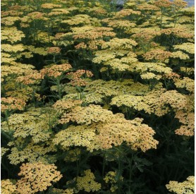 Achillea 'Hannelore Pahl' - Cickafark
