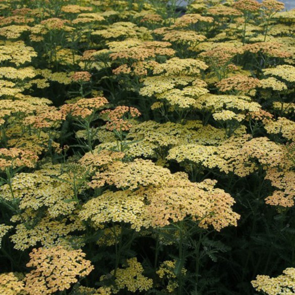 Achillea 'Hannelore Pahl' - Cickafark