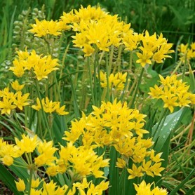 Allium 'Jeannine' - Díszhagyma