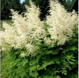 Aruncus dioicus - Erdei tündérfürt