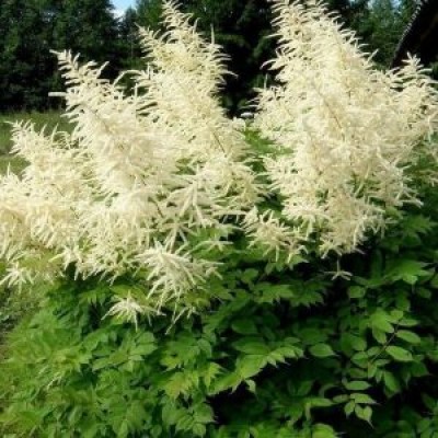 Aruncus dioicus - Erdei tündérfürt