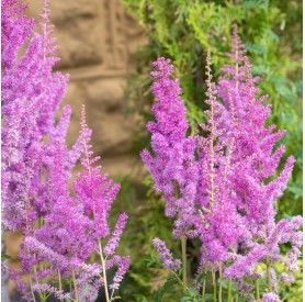 Astilbe 'Black Pearls' - Tollbuga