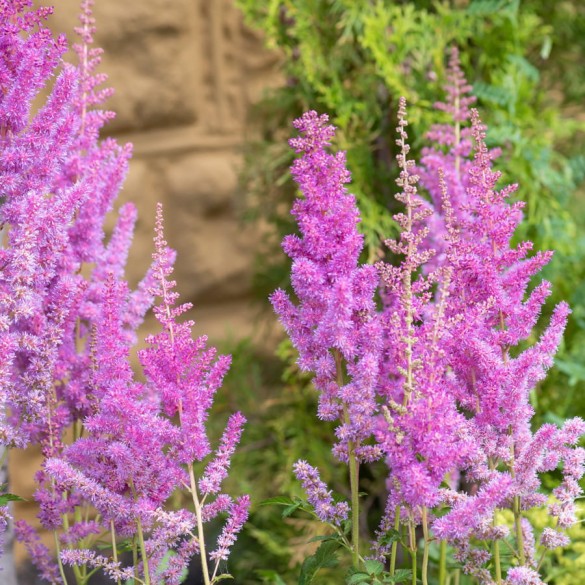 Astilbe 'Black Pearls' - Tollbuga